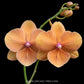 Phalaenopsis Charming Sunset Orchid Plant - BS - Buy Orchids Plants Online by Orchid-Tree.com