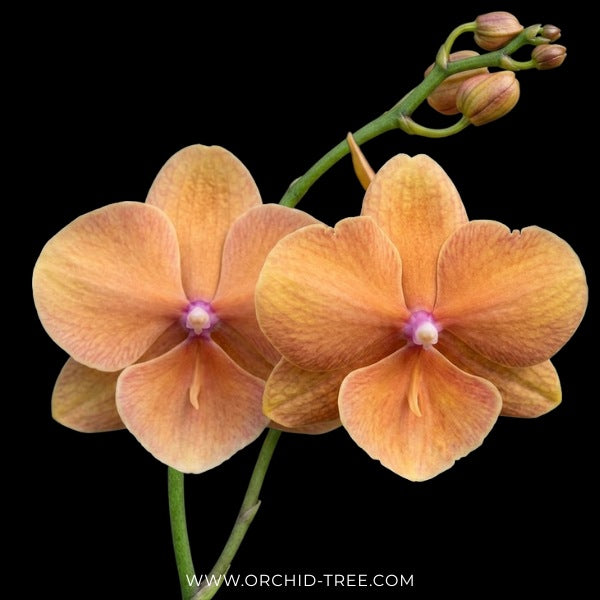 Phalaenopsis Charming Sunset Orchid Plant - BS - Buy Orchids Plants Online by Orchid-Tree.com
