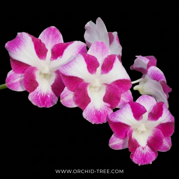 Dendrobium Dragon Smile Orchid Plant - FF (Emerging Spike) - Buy Orchids Plants Online by Orchid-Tree.com