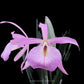 Cattleya (Bsn.) Island Stars Kensiro Orchid Plant - BS