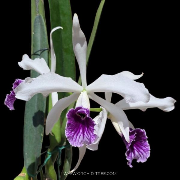 Cattleya (L.) purpurata fam. schusteriana 'Chief' Orchid Plant - SS