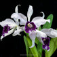 Cattleya (L.) purpurata fam. schusteriana 'Chief' Orchid Plant - SS