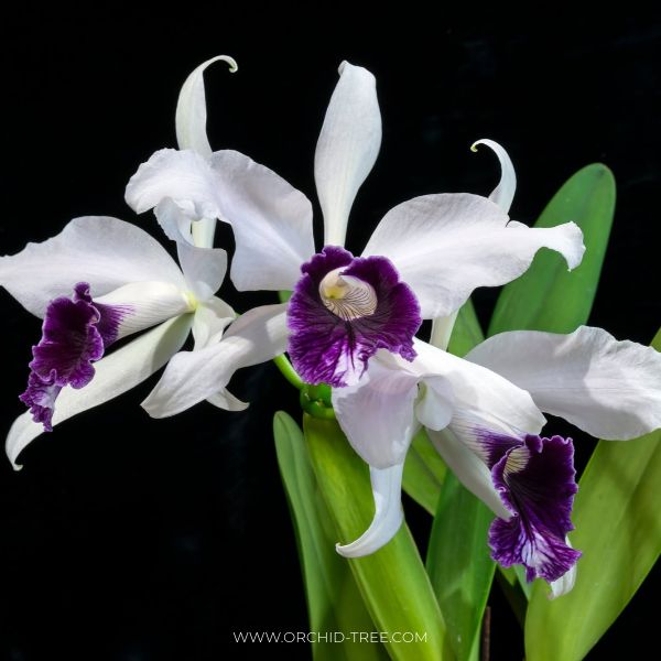 Cattleya (L.) purpurata fam. schusteriana 'Chief' Orchid Plant - SS