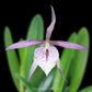 Cattleya (Bsn.) Island Stars Kensiro Orchid Plant - BS