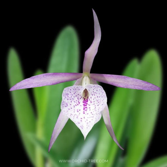 Cattleya (Bsn.) Island Stars Kensiro Orchid Plant - BS
