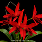 Cattleya (Slc.) Kagaribi Dawn Red Star Orchid Plant - BS - Buy Orchids Plants Online by Orchid-Tree.com