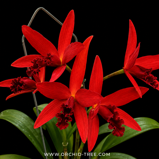Cattleya (Slc.) Kagaribi Dawn Red Star Orchid Plant - BS - Buy Orchids Plants Online by Orchid-Tree.com