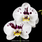 Phalaenopsis Lianher Milkfish Orchid Plant - FF - Buy Orchids Plants Online by Orchid-Tree.com