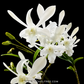 Dendrobium Ceasar White Orchid Plant - FF