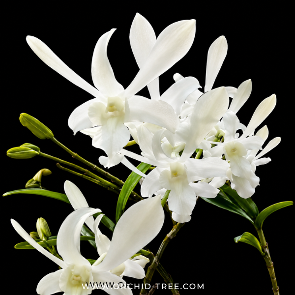 Dendrobium Ceasar White Orchid Plant - FF