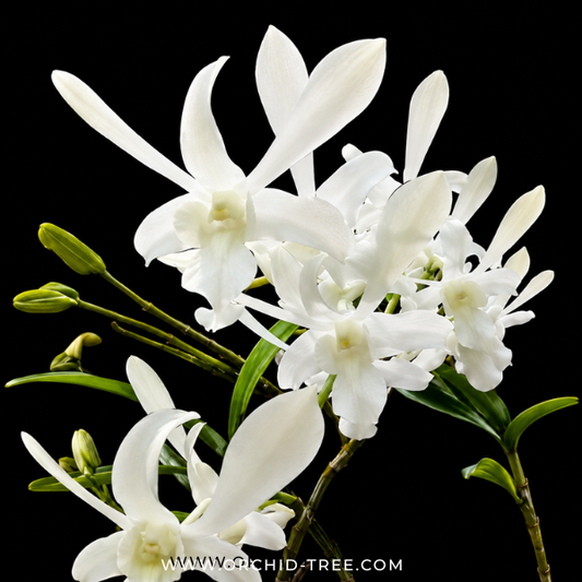 Dendrobium Ceasar White Orchid Plant - FF
