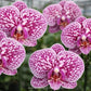 Phalaenopsis Marble Galaxy Orchid Plant - FF (Emerging Spike) - Buy Orchids Plants Online by Orchid-Tree.com