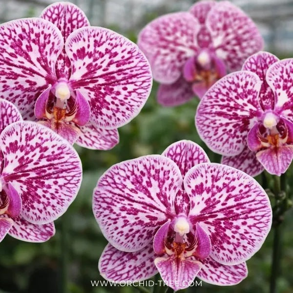 Phalaenopsis Marble Galaxy Orchid Plant - FF (Emerging Spike) - Buy Orchids Plants Online by Orchid-Tree.com
