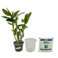 Beginner Orchid Kit With Plastic Pot - BS
