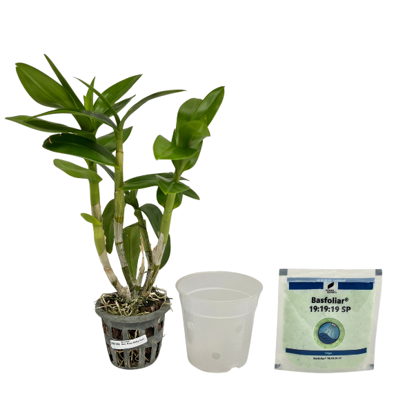 Beginner Orchid Kit With Plastic Pot - BS