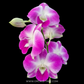 Dendrobium Burana Pearl Pink Orchid Plant - FF - Buy Orchids Plants Online by Orchid-Tree.com