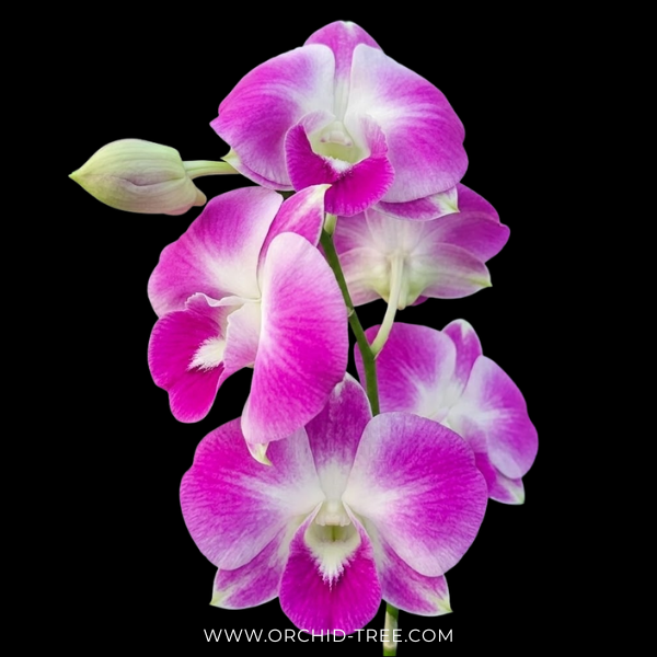 Dendrobium Burana Pearl Pink Orchid Plant - FF - Buy Orchids Plants Online by Orchid-Tree.com