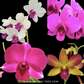 Beginner Orchid Kit With Terracotta Pot - BS