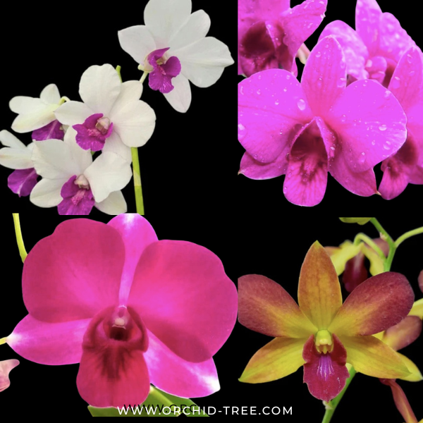 Beginner Orchid Kit With Terracotta Pot - BS