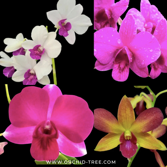 Beginner Orchid Kit With Terracotta Pot - BS