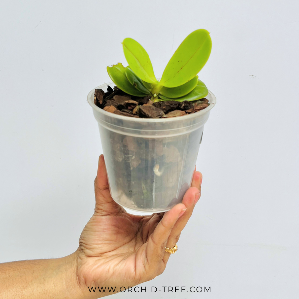 Phalaenopsis cornu-cervi 'Red' sp. Orchid Plant -MS
