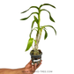 Dendrobium Bom Udomsri X Jac Concert Var. Kanjana Orchid Plant - FF