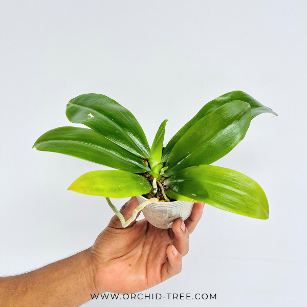 Phalaenopsis tetraspis 'C2' sp. Orchid Plant - BS - Buy Orchids Plants Online by Orchid-Tree.com