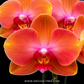 Phalaenopsis Rusty Orchid Plant - FF - Buy Orchids Plants Online by Orchid-Tree.com