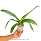 Phalaenopsis Ruey Lih Beauty Orchid Plant - BS - Buy Orchids Plants Online by Orchid-Tree.com