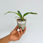 Cattleya (Slc.) Kagaribi Dawn Red Star Orchid Plant - NBS