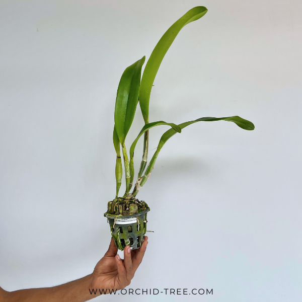 Cattleya Paithoon Fancy Orchid Plant - BS