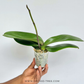 Phalaenopsis Big Red Rose Orchid Plant -FF