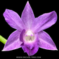Dendrobium Getting Blue Orchid Plant - FF