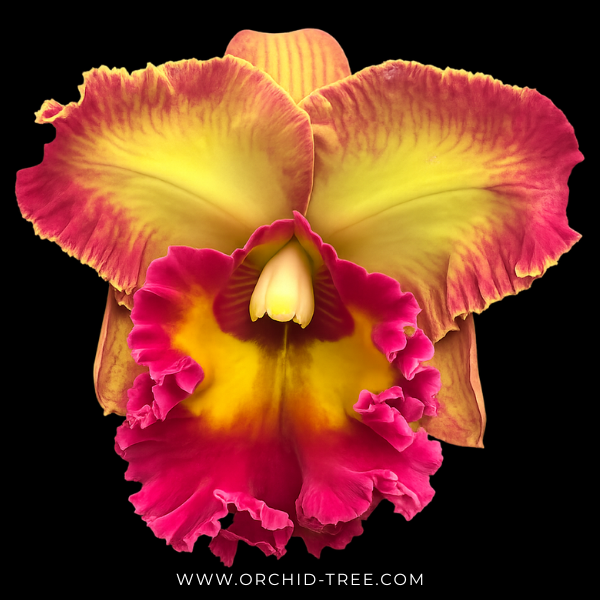 Cattleya Chomthong Fancy Orchid Plant - BS