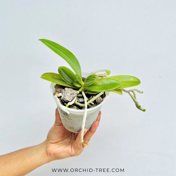 Phalaenopsis cornu-cervi 'Red' sp. Orchid Plant -MS