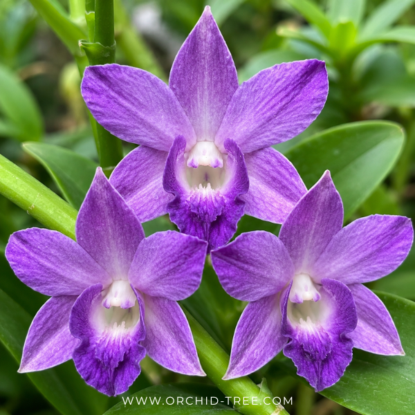 Dendrobium Getting Blue Orchid Plant - FF