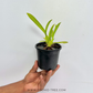 Oncidium (Dgmra.) Winter Wonderland 'White Fairy' Orchid Plant - MS