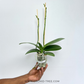 Phalaenopsis Kingcar Prince KC Orchid Plant - FF