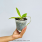 Phalaenopsis cornu-cervi 'Red' sp. Orchid Plant -MS