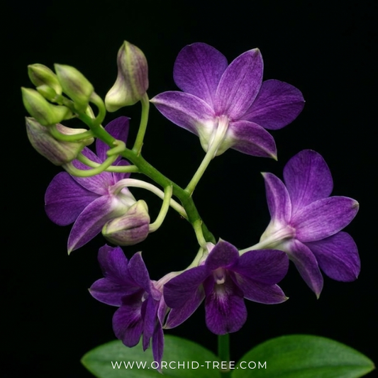 Dendrobium Getting Blue Orchid Plant - FF