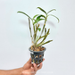 Dendrobium thyrsiflorum sp. Orchid plant - BS