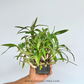 Dendrobium Hibiki Orchid Plant - BS