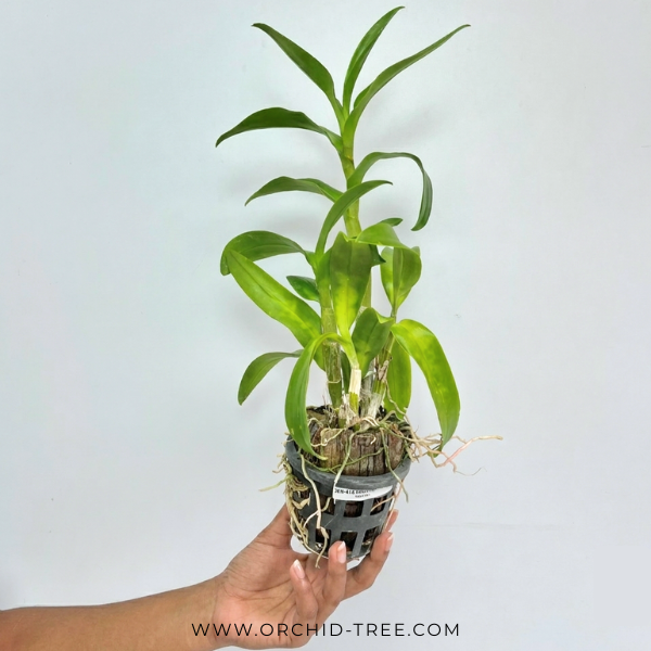 Dendrobium Mayneal Uraiwan Orchid Plant - FF