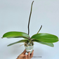 Phalaenopsis Lianher Milkfish Orchid Plant - FF