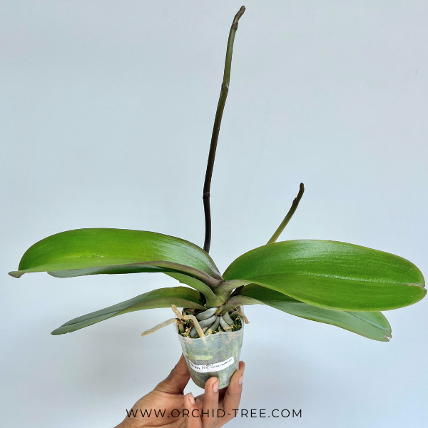 Phalaenopsis Lianher Milkfish Orchid Plant - FF