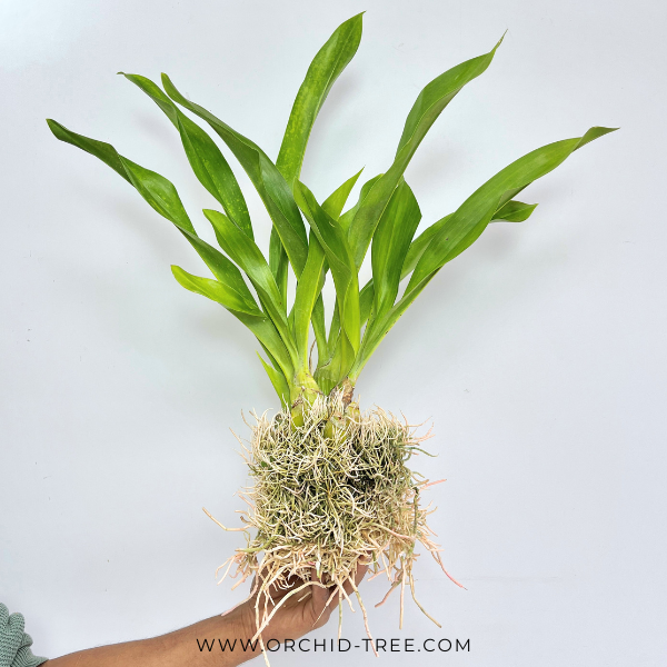 Grammatophyllum scriptum var citrinum sp. Orchid Plant - BS
