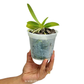Phalaenopsis cornu-cervi 'Red' sp. Orchid Plant -BS