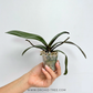 Phalaenopsis Rusty Orchid Plant - FF