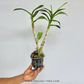 Dendrobium Getting Blue Orchid Plant - FF