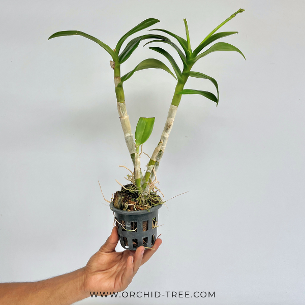 Dendrobium Getting Blue Orchid Plant - FF